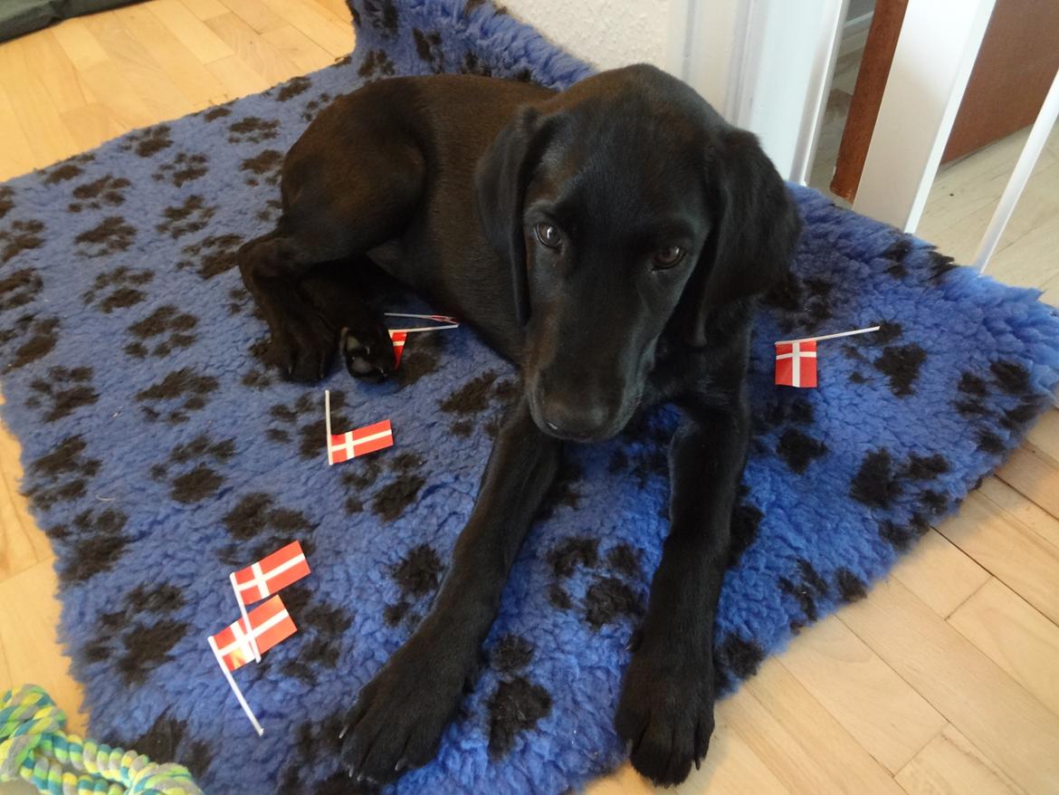 Labrador retriever Bjørn - 14 uger billede 7