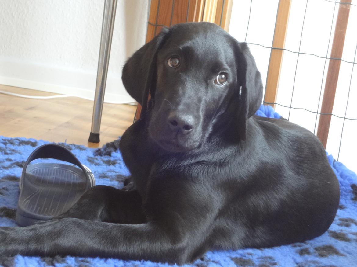 Labrador retriever Bjørn - 15 uger. Elsker, som de fleste labradoerer, klipklapper! billede 8