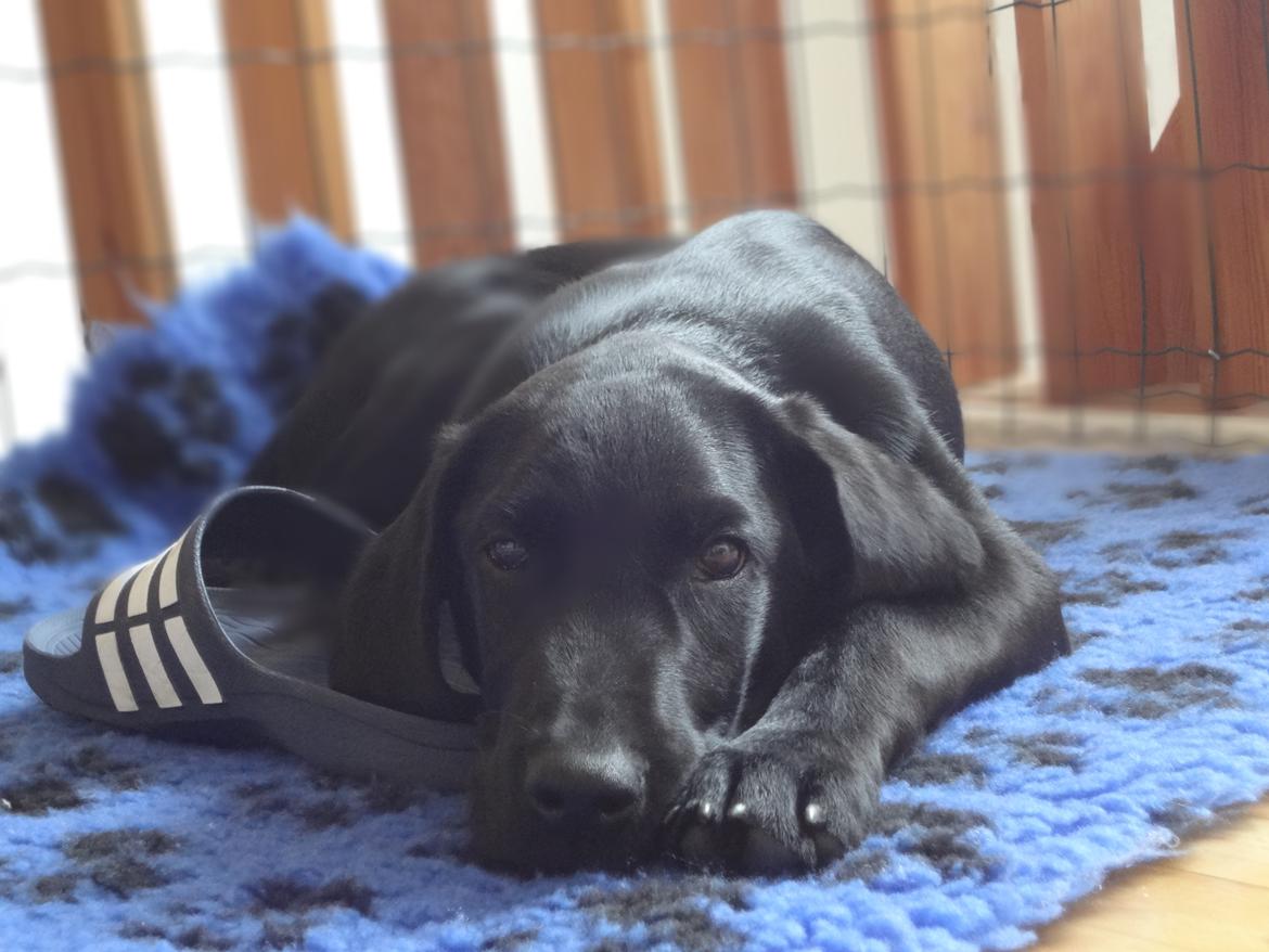 Labrador retriever Bjørn - 15 uger. Elsker, som de fleste labradoerer, klipklapper! billede 9
