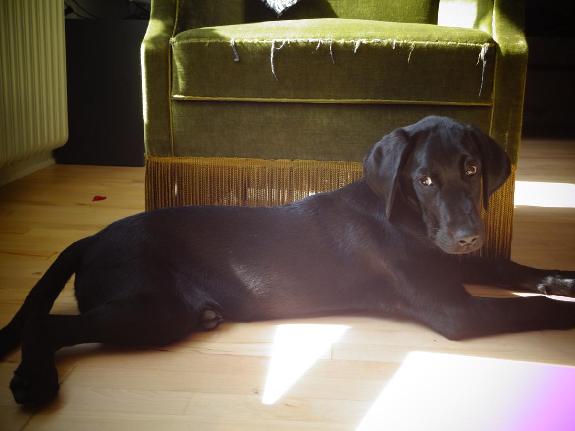 Labrador retriever Bjørn - 15 uger. billede 10