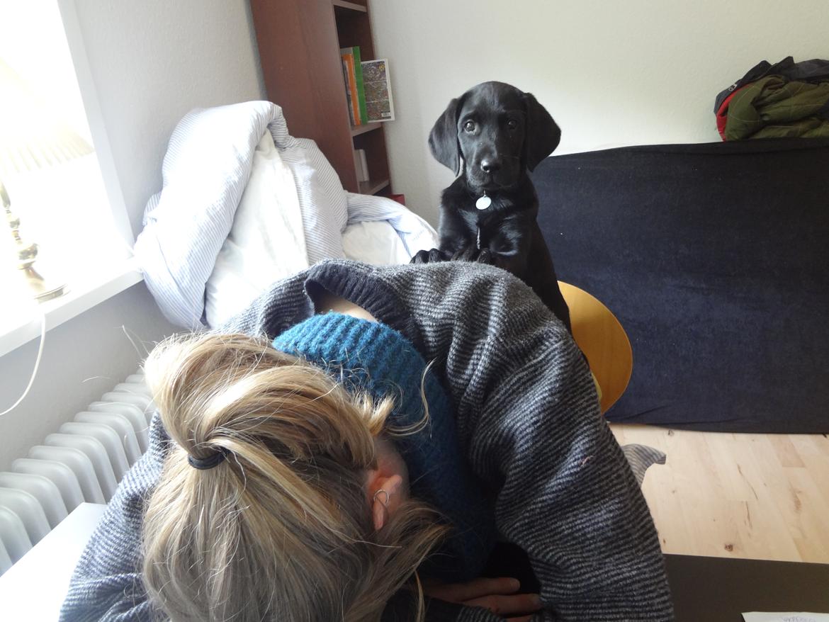 Labrador retriever Bjørn - 11 uger. Hjælper mig med at skrive speciale billede 11