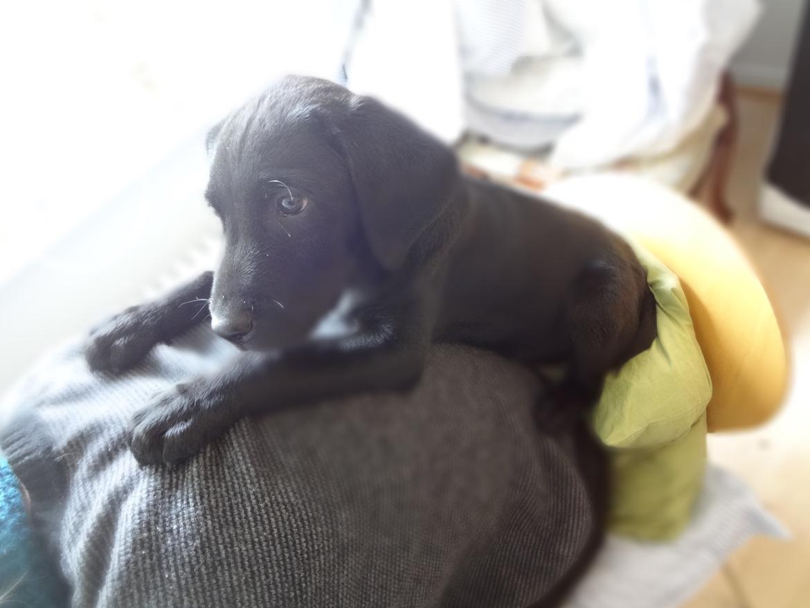 Labrador retriever Bjørn - 11 uger. Hjælper mig med at skrive speciale billede 12
