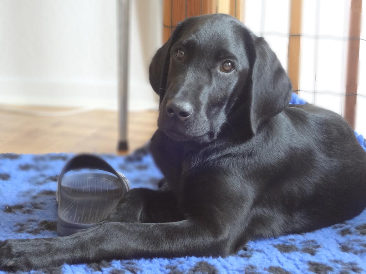 Labrador retriever Bjørn - 15 uger. Elsker, som de fleste labradoerer, klipklapper! billede 1