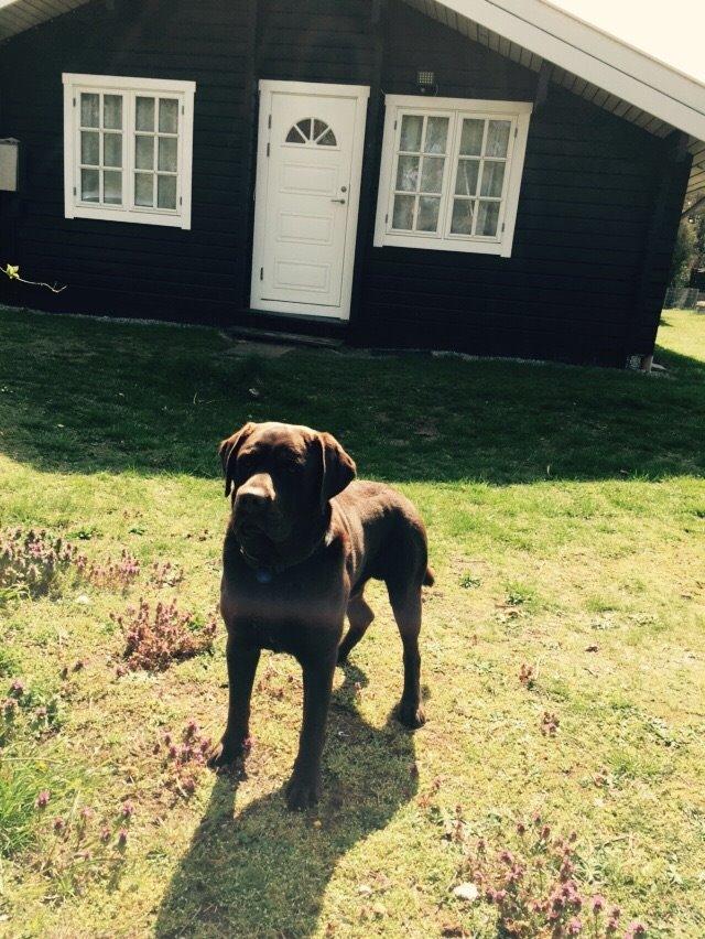 Labrador retriever Jack  billede 1