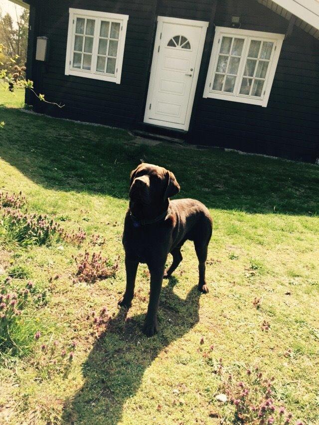 Labrador retriever Jack  billede 2