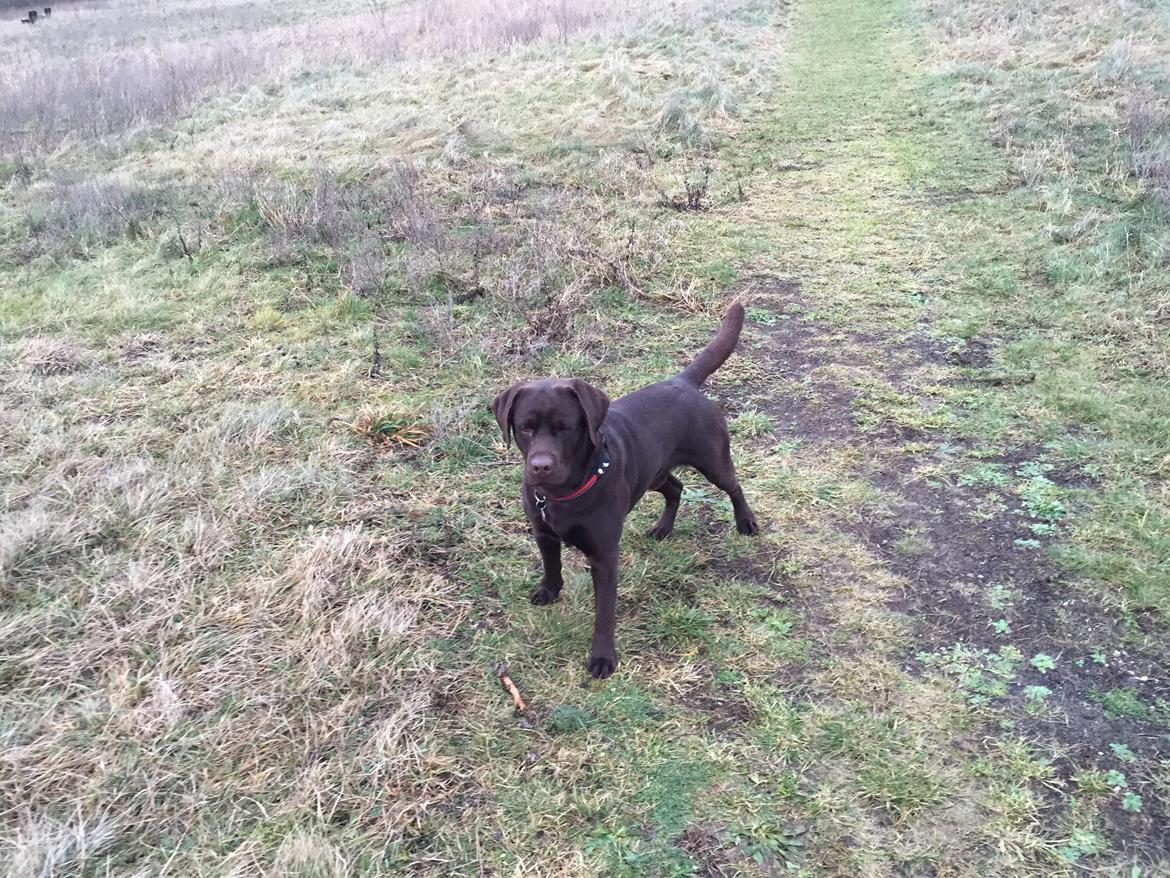 Labrador retriever Jack  billede 5