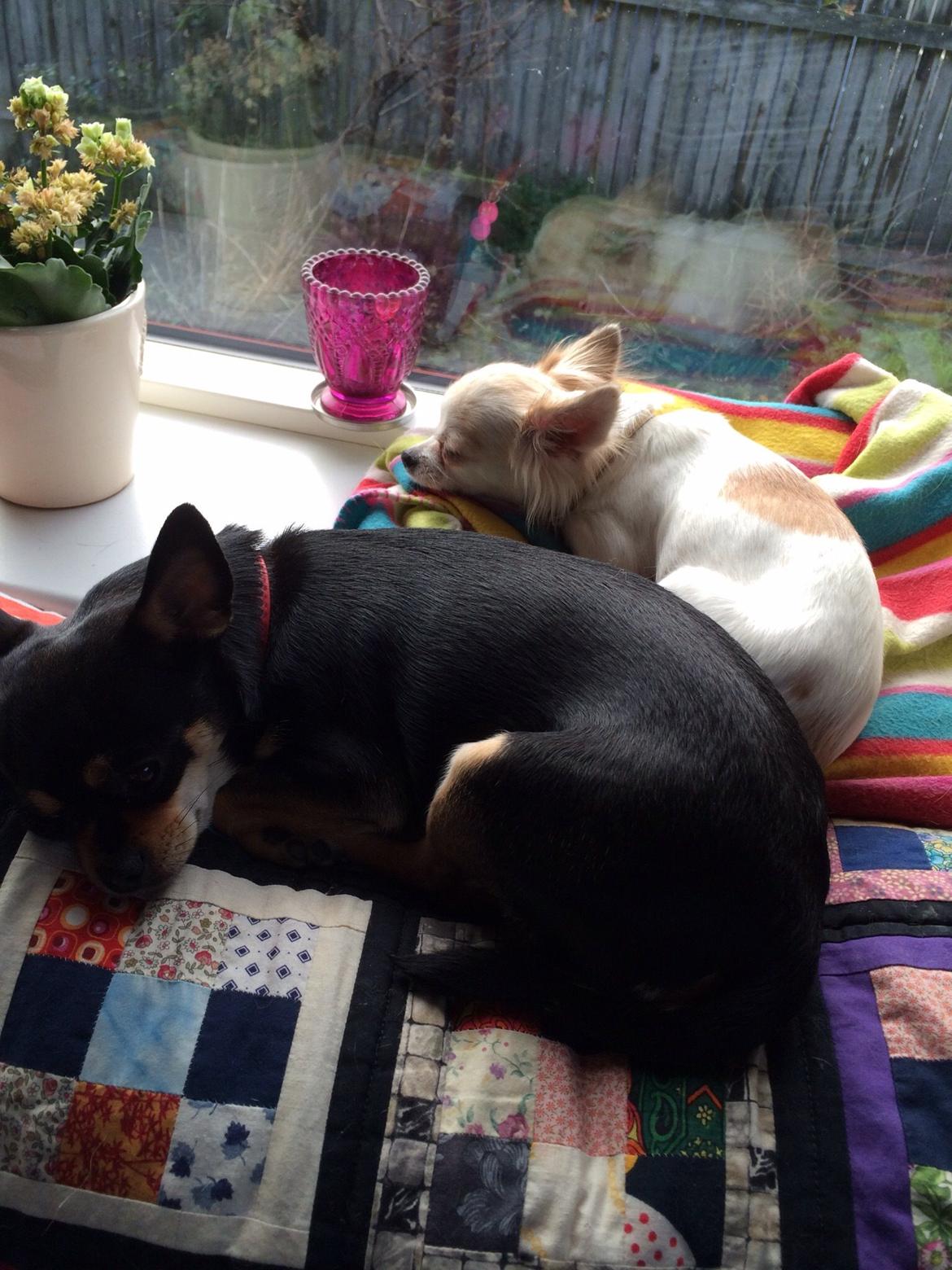 Chihuahua chilla billede 2