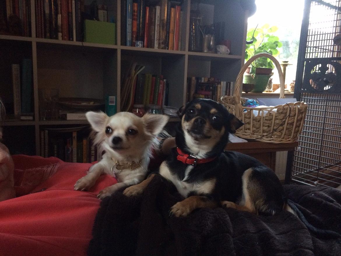 Chihuahua chilla billede 5