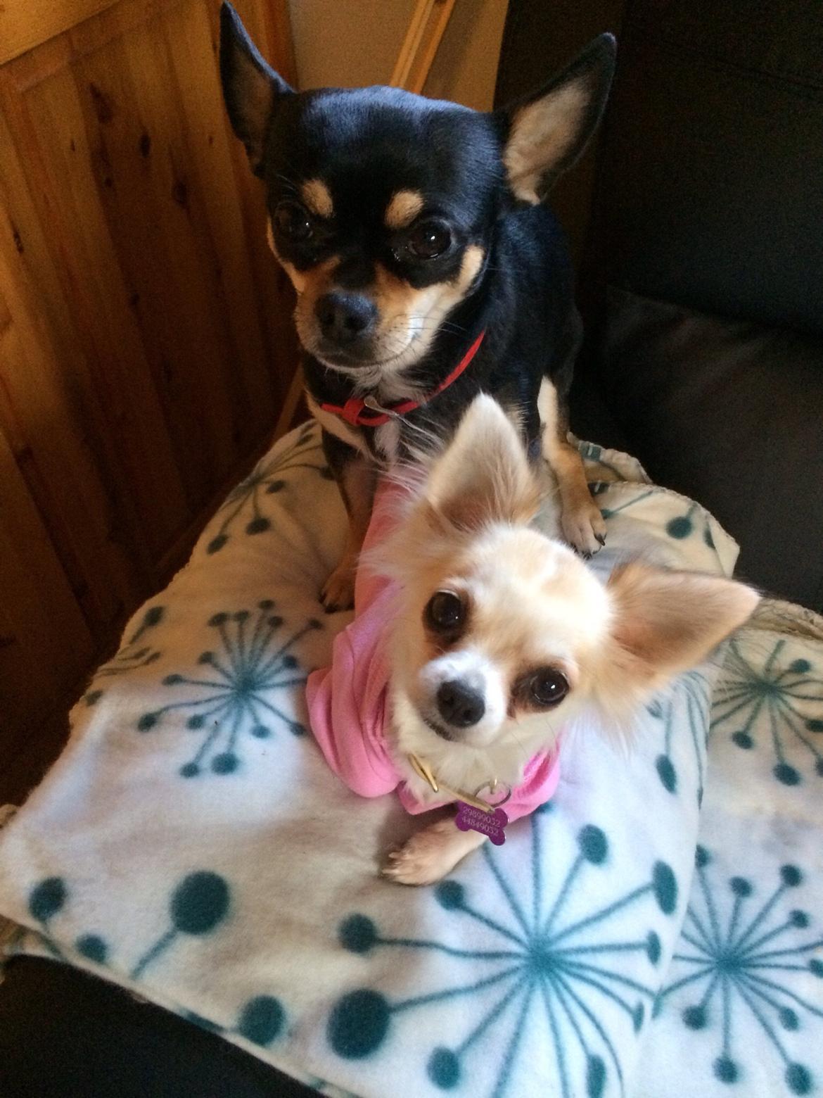 Chihuahua chilla billede 3