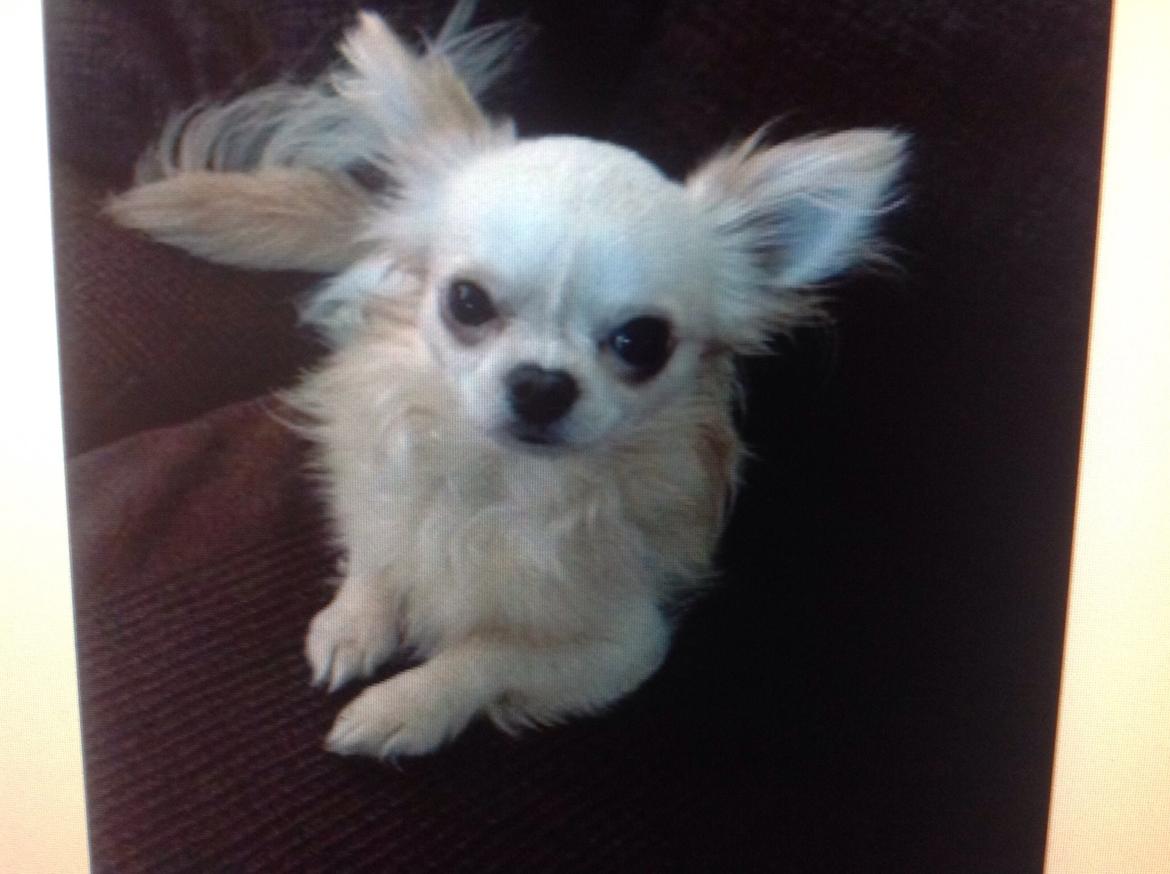 Chihuahua chilla billede 4