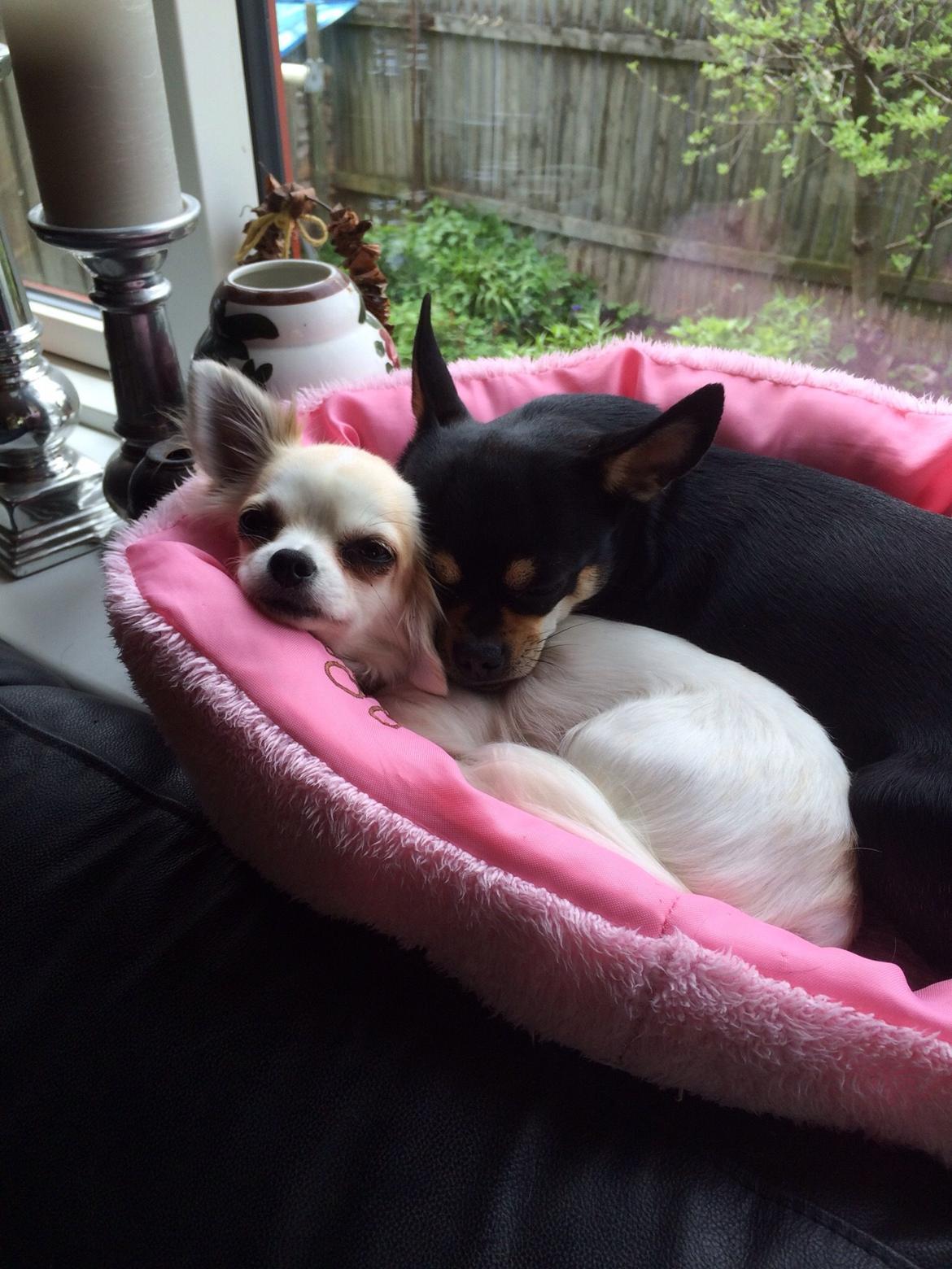 Chihuahua chilla billede 7