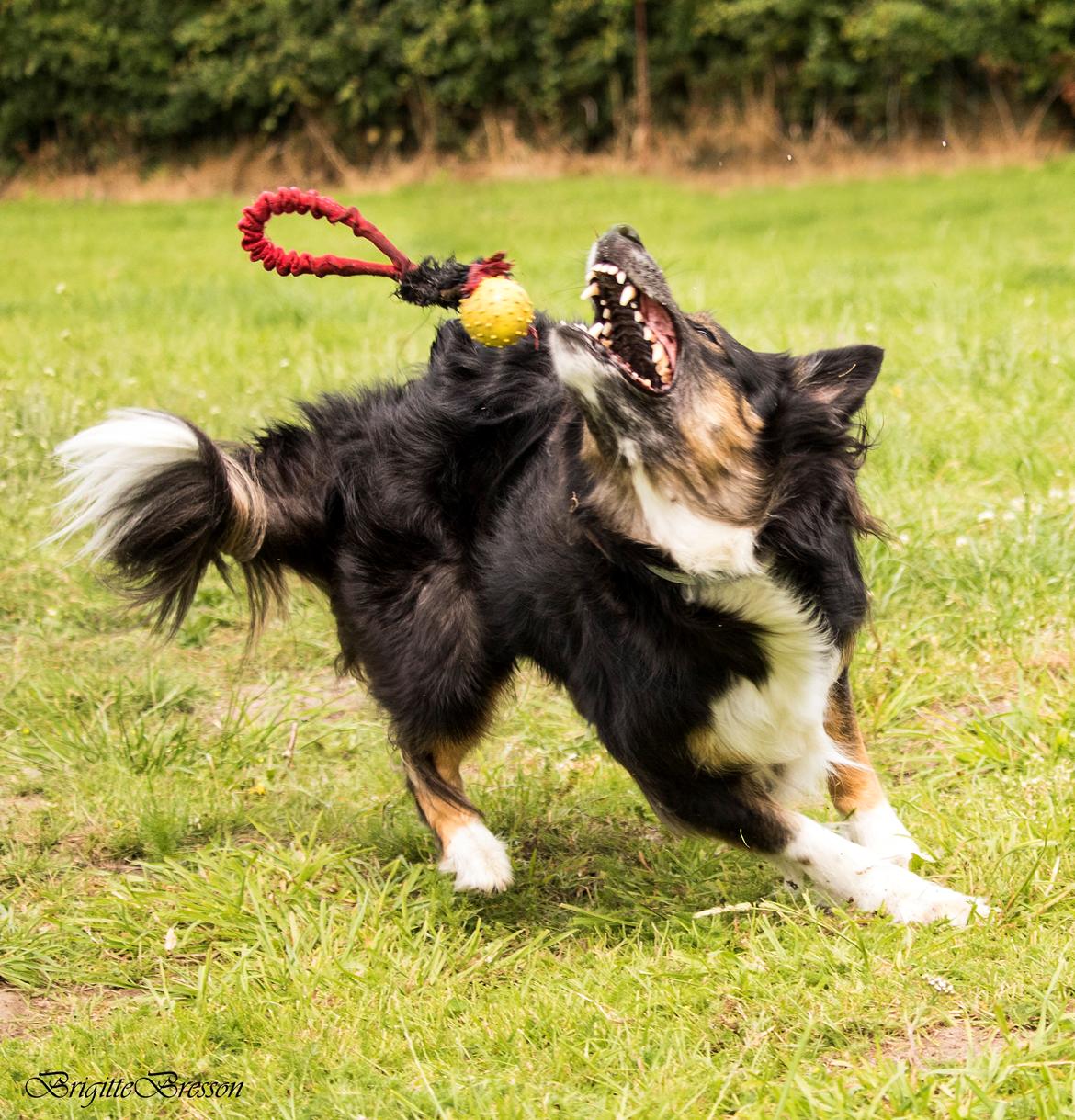 Border collie Sheila R.I.P billede 11