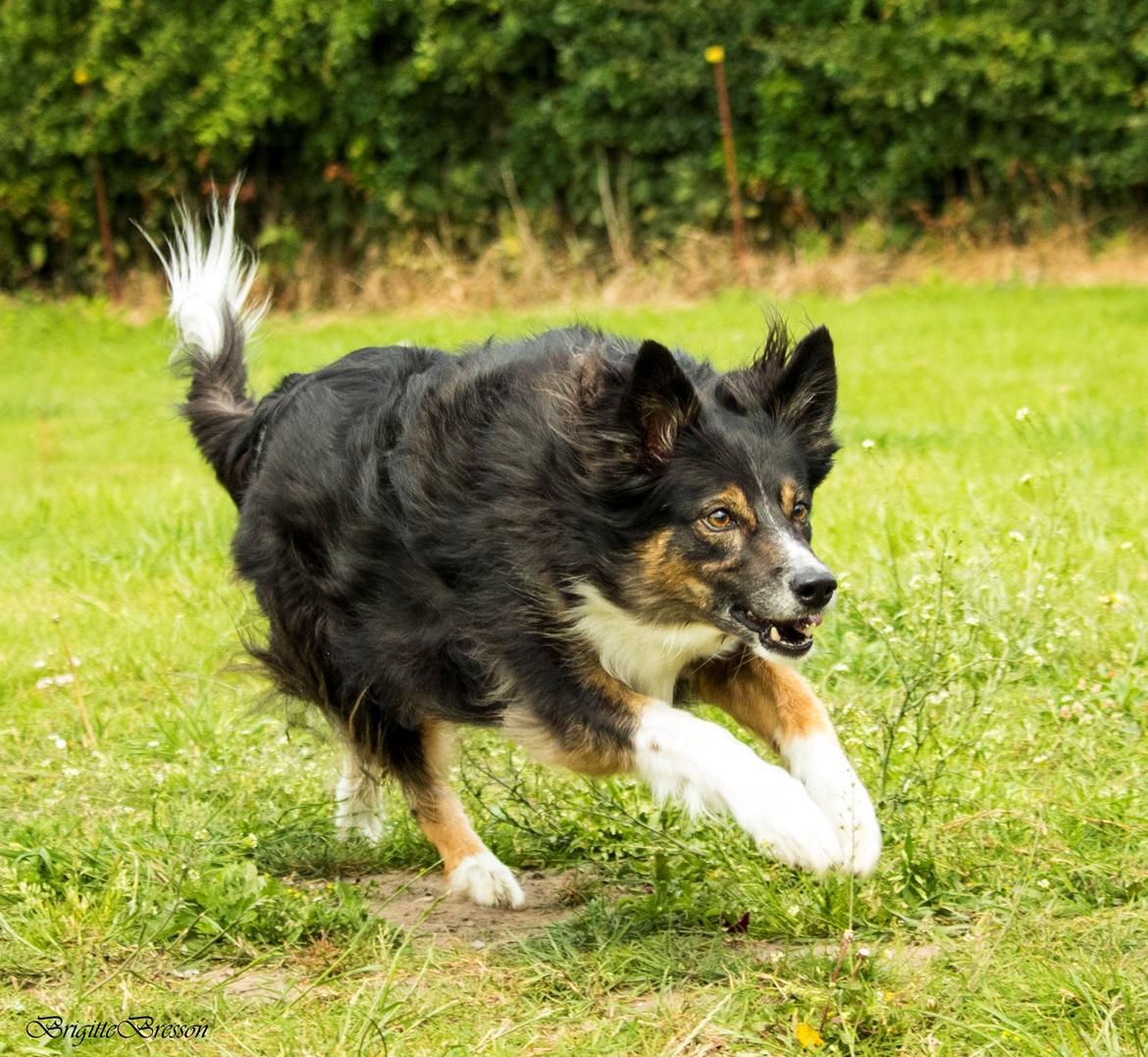 Border collie Sheila R.I.P billede 31