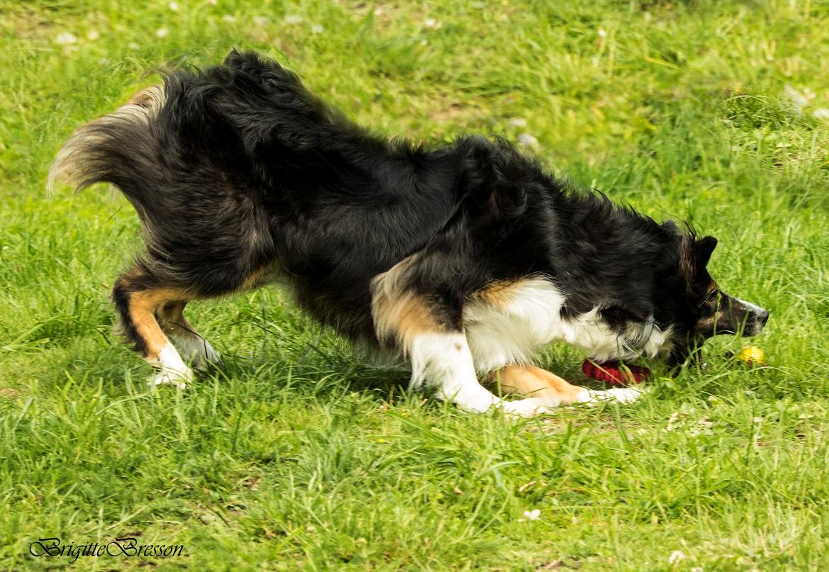 Border collie Sheila R.I.P billede 32