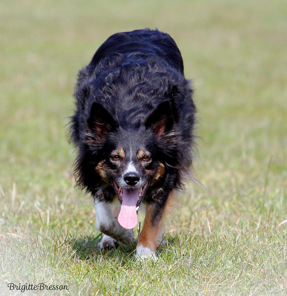 Border collie Sheila R.I.P billede 33