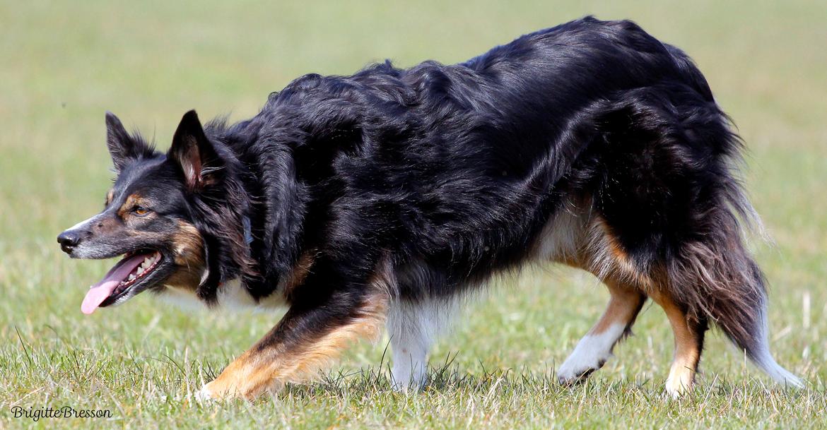 Border collie Sheila R.I.P billede 34