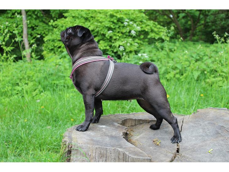 Mops Berta billede 1