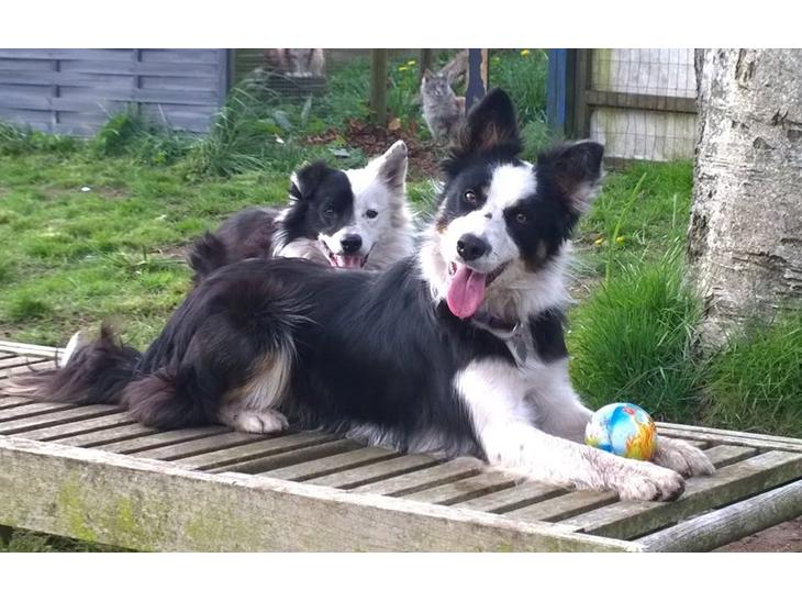 Border collie Zoey 14/3 -5/3 2023 billede 1