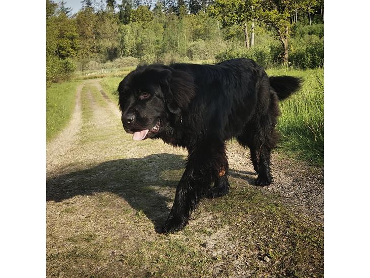 {{currentPhoto.altText}} billede {{currentPhoto.number}}