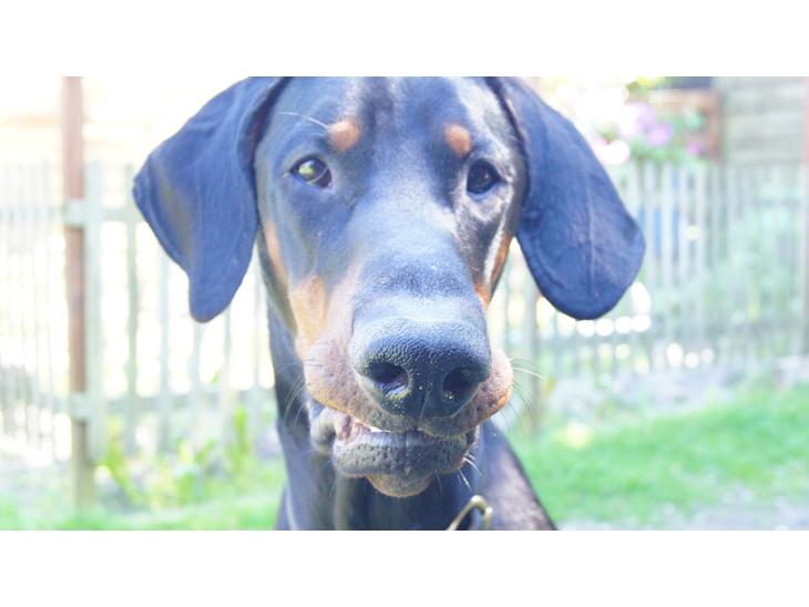 Dobermann MALKIN billede 1