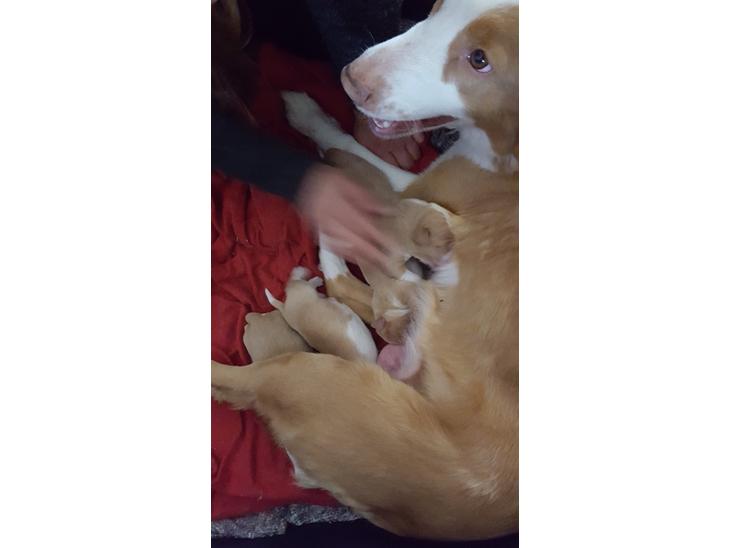 Nova scotia duck tolling retriever Coco billede 1