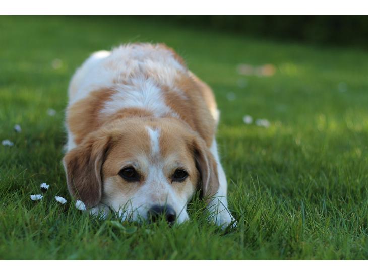 Blanding af racer Beagle/Japansk Spids-Futte billede 1
