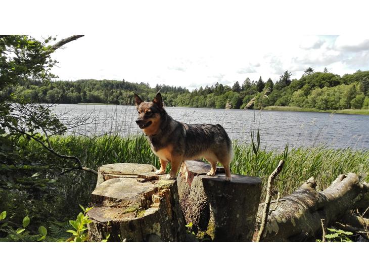 Västgötaspids Gaia R. I. P - Gaia d.29/06-2015 billede 1