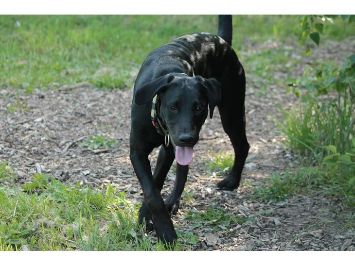 Blanding af racer Stella billede 0