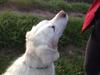 Golden retriever R.I.P Bjørslev's Cameron Diaz/silke