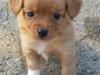 Blanding af racer Nala