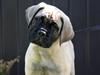 Bullmastiff Hjalmer 