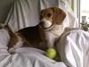 Beagle Carla, Clara, Bubbi eller "kom så møghund"