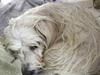 Coton de tulear Jasmine
