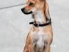 Blanding af racer Luna