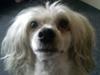 Chinese crested powder puff Markus R.I.P [ Himmelhund]