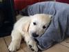 Golden retriever Ray