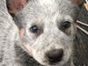 Australsk cattledog Tjalfe