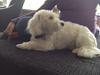 Coton de tulear Vigga