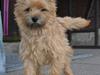 Cairn terrier Nibstrup Disa (Tulle)