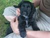 Field Trial Cockerspaniel Aika (Harresøholm Fie)