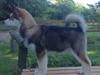 Alaskan malamute F' FIRE IN PAWS Srebrny Kiel 