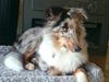 Shetland sheepdog Catalba's Kenya 