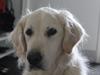 Golden retriever Maggi [ Himmelhund]