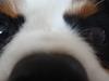 Cavalier king charles spaniel Martha [ Himmelhund]