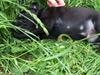 Labrador retriever Kato