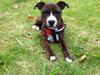 Staffordshire bull terrier Freja