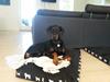 Dobermann Raphaels Fleur R.I.P <3 [ Himmelhund]