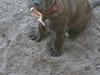 Staffordshire bull terrier Belilas First Class (Bertha)