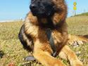 Schæferhund Quinti