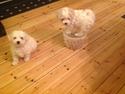 Bichon à poil frisé Nanna